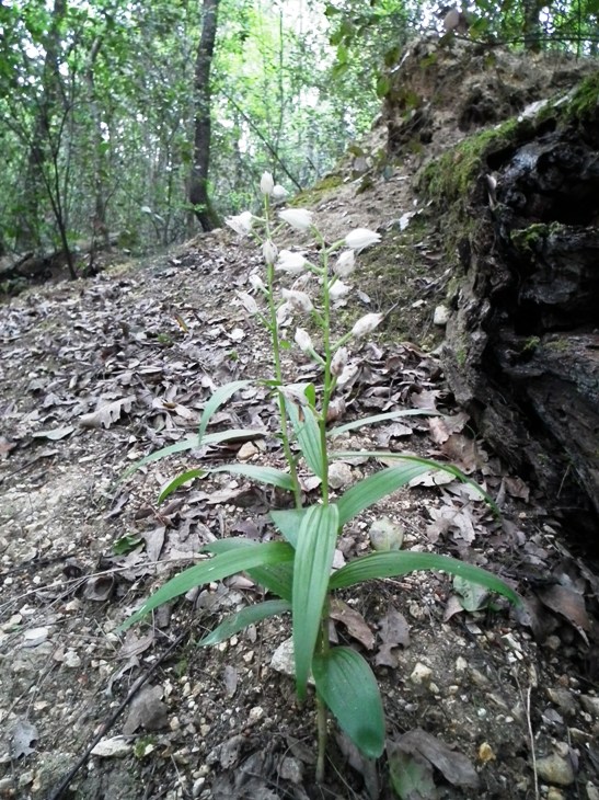 Cephalanthera longifolia ..in erba!!